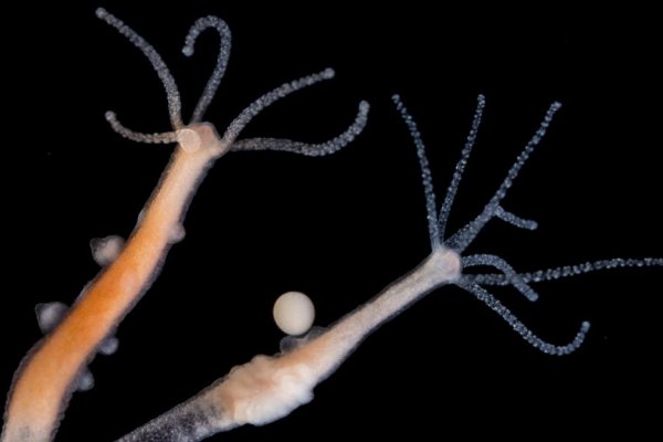 Kraken зеркала kr2web in